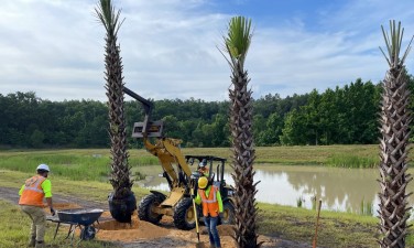 Installing palm trees along the new alignment (6/4/2021 photo)