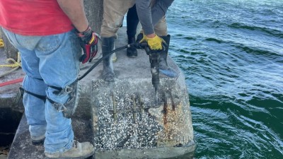 I-275 (Sunshine Skyway Bridge) Routine Bridge Maintenance (November 2025)