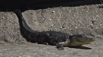 SR 60 Repaving from SR 39 to Clarence Gordon Jr Road (October 2025)